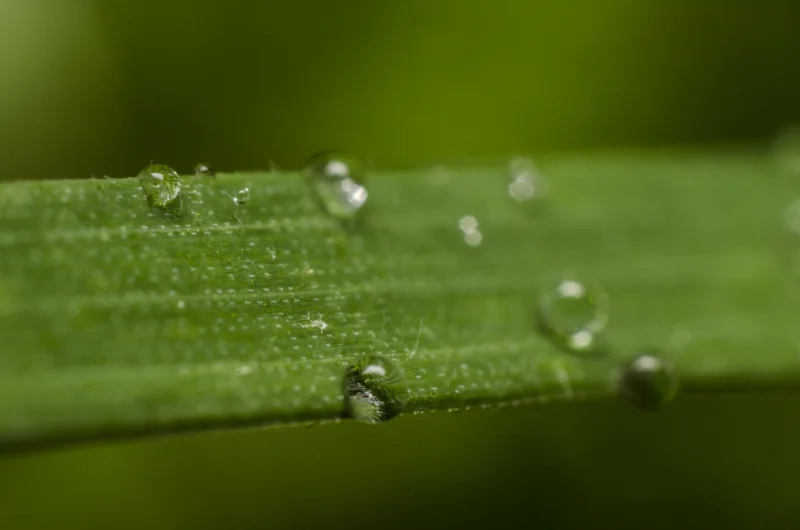 Macro